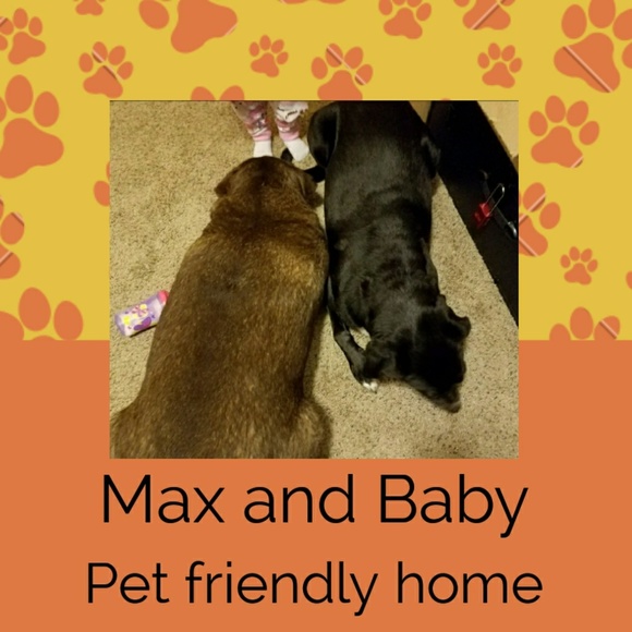 I have a pet friendly home! - Picture 1 of 8